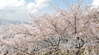 空撮 / 河口湖の桜