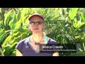 Tomato Gardening : How to Use an Epsom Salt Mix as a Fertilizer for Tomatoes