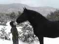 Warm and fuzzy percheron horse