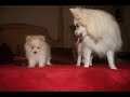 Tug of War - Doggie Style