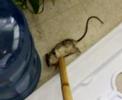slauson kills another intruder