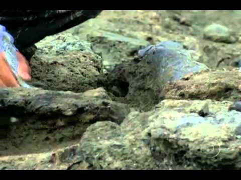 Toxodon
