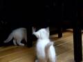 www.catterychivers.nl