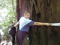 Redwood Tree Hug