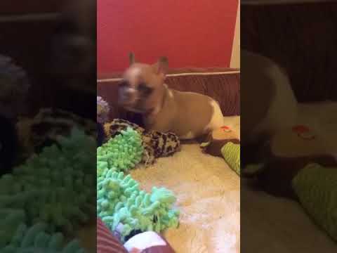 Tucker Blue Pied Frenchie