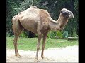 Telefon w sprawie Emu