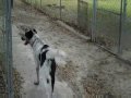 Cool Zipper Dog needs a home!