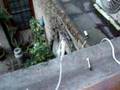 homemade electronic firework lighter