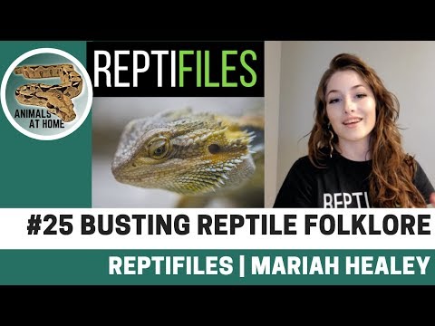 YouTube reptile video