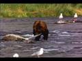 Butterfly, Bear, Lake Fat Guy