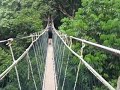 Canopy Walk in Taman Negara, Malaysia