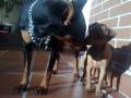 Camada Pinscher Miniatura rojos