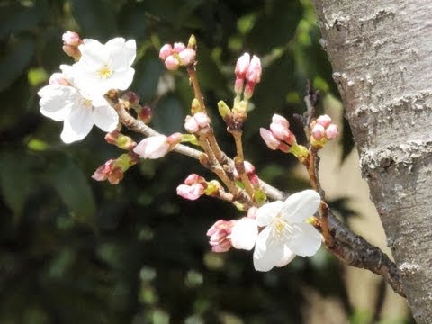 動画