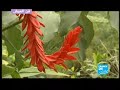 فن العيش Auteuil's tropical garden