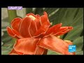 فن العيش Auteuil's tropical garden