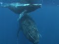 humpback