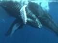 humpback