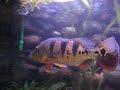 cichla monoculus cichla monoculus