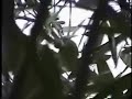 RATONERO