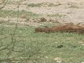 Dry Feet by Mara River Airboat Safari Ltd Dry Feet by Mara River Airboat Safari Ltd