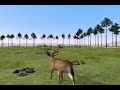 Deer Hunter 2005 WORLD RECORD BUCK Deer Hunter 2005 WORLD RECORD BUCK