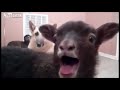 Led Zeppelin fans, have you seen this? Hilarious Goat Zeppelin! http://t.co/xTSrI8zSeC