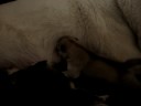 pup drinkt bij layka pup drinkt bij layka
