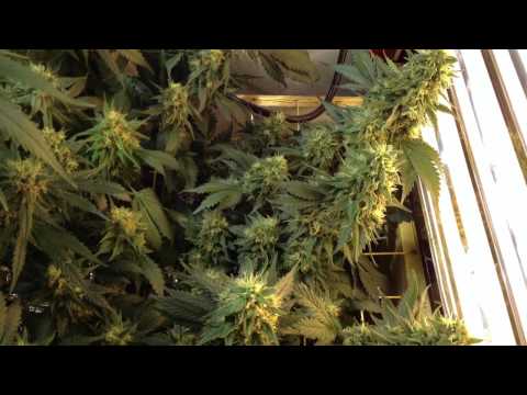 how to grow mk ultra