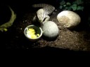 Igor eating an egg