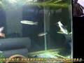 snakehead-vs-snakehe