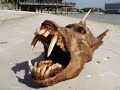 unexplained mysteries- real or hoax? unexplained mysteries- real or hoax?