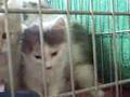 AO8-95-98 DMH kittens