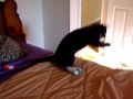 FUNNY CATS PART 4 ~ KC YAPPY CAT and her TOYS