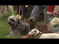 Croome and West Warwickshire Foxhounds Open Day 2007