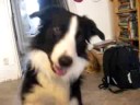 Hunter - Border Collie \"Kuckuck\"