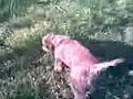 Lagotto John che cerca,scava e riporta il tartufo