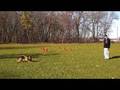 videos de Zeus - Dog Boot Camp Graduate