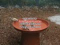 Un bel bagno di gruppo per cardellini Un bel bagno di gruppo per cardellini