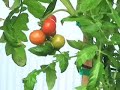 Hydroponic E&T Farms in West Barnstable