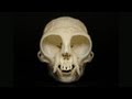 Thoughts from Dead Animals