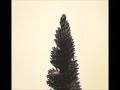 Ferrofluid Ferrofluid