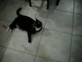 videos de Happy Birthday Pappa from Chutney Part 2