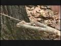 videos de HowStuffWorks Videos Weaponology: Booby Traps 2