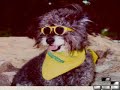 Max (R.I.P 1988-2007)