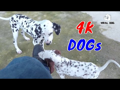 Hài Hước Thư Giãn Cùng Các Boss Cún Cưng Video 4K Tập 8