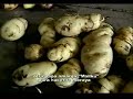 papas-nativas-parte-3.html