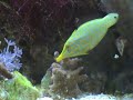 Oxymonacanthus longirostris Male Longnosed Filefish Feeding Oxymonacanthus longirostris Male Longnosed Filefish Feeding