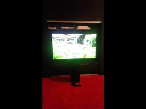 Image de prévisualisation YouTube