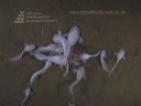 Liparid fish feeding at a depth of 7703m