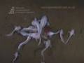 Liparid fish feeding at a depth of 7703m